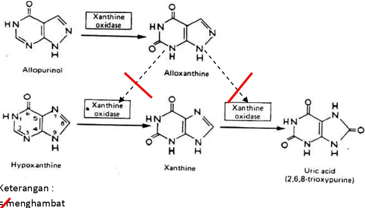 Gambar 2.2  Mekanisme inhibisi sintesis asam urat oleh allopurinol  (Katzung, et al., 2002)  