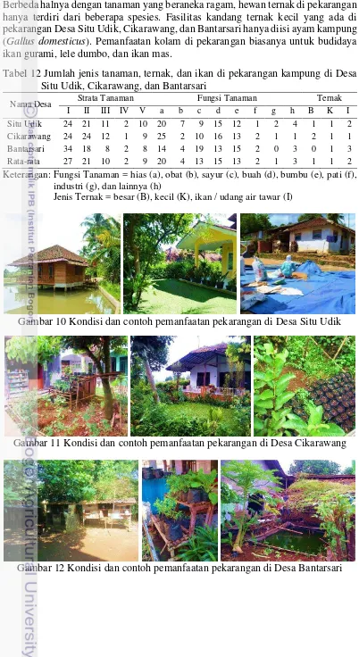 Tabel 12 Jumlah jenis tanaman, ternak, dan ikan di pekarangan kampung di Desa Situ Udik, Cikarawang, dan Bantarsari 