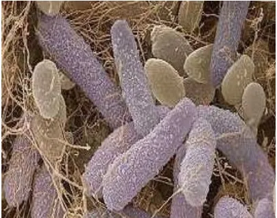 Gambar 1. Acetobacter xylinumSumber : Munawar, 2009