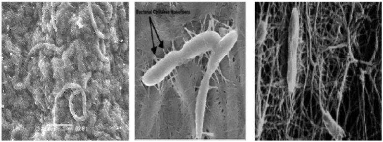 Gambar 4. Scanning Electron Microscope (SEM) dari selulosa bakteriSumber: Biamenta, 2011