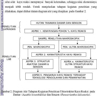 Gambar 2. Diagram Alir Tahapan Kegiatan Penelitian Ultrastruktur Kayu Reaksi  pada 