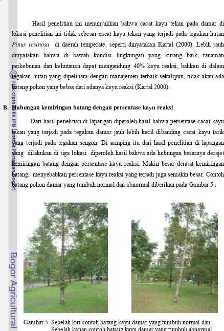 Gambar 5. Sebelah kiri contoh batang kayu damar yang tumbuh normal dan                   Sebelah kanan contoh batang kayu damar yang tumbuh abnormal