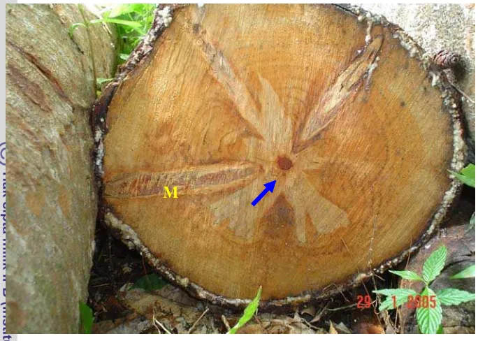 Gambar 6. Penampang melintang kayu normal Agathis loranthifolia Salisb. 