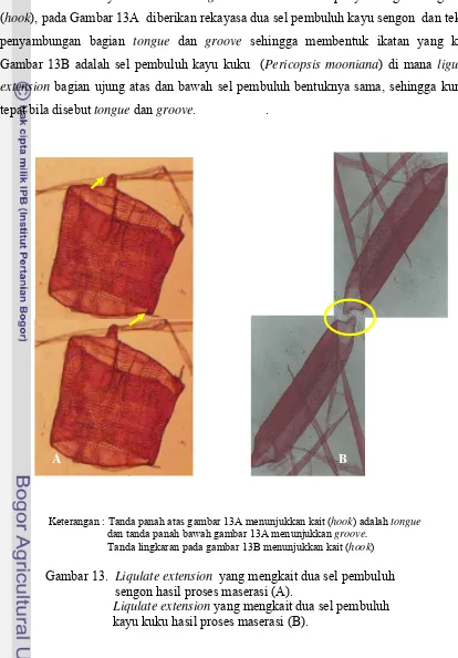 Gambar 13B adalah sel pembuluh kayu kuku  (Pericopsis mooniana) di mana ligulate 