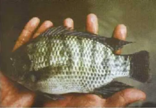 Gambar 1. Ikan Nila GIFT (Oreochromis sp.) (Amri dan Khairuman, 2002)