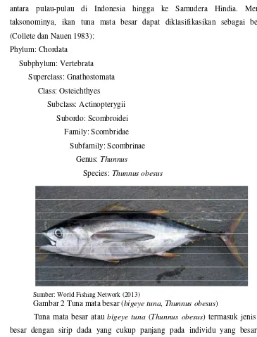 Gambar 2 Tuna mata besar (bigeye tuna, Thunnus obesus) 