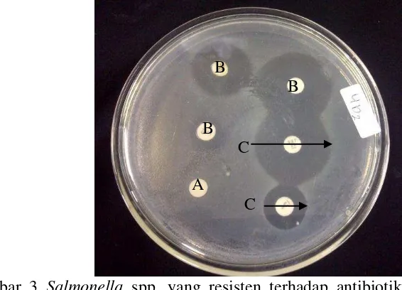 Gambar 3  Salmonella spp. yang resisten terhadap antibiotik pada media agar    