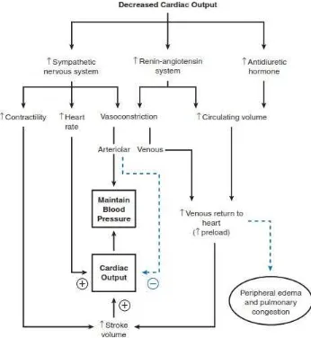 Gambar 2.10. Mekanisme kompensasi neurohormonal yang terjadi sebagai respon 