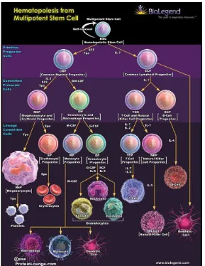 Gambar 2.3. Hematopoiesis dari multipotent stem sel 