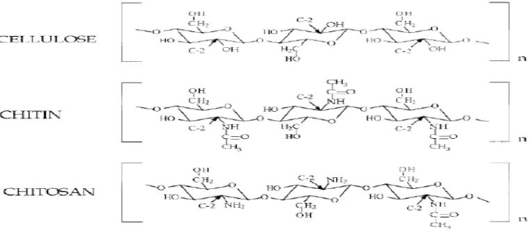 Gambar 2. Struktur Molekul Selulosa, Khitin dan Khitosan.                            