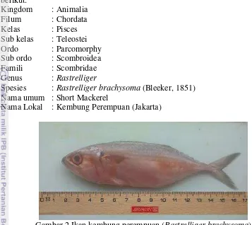 Gambar 2 Ikan kembung perempuan ( Rastrelliger brachysoma) Dokumentasi: Koleksi pribadi 