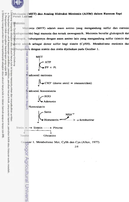 Gambar 1. Metabolisme Met, CySh dan Cys (Allen, 1977) 
