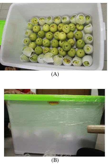 Gambar 1. Susunan buah di dalam kontainer (A) dan kontainer yang telah ditutup dan diberi plastik wrap dan selotip (B) 