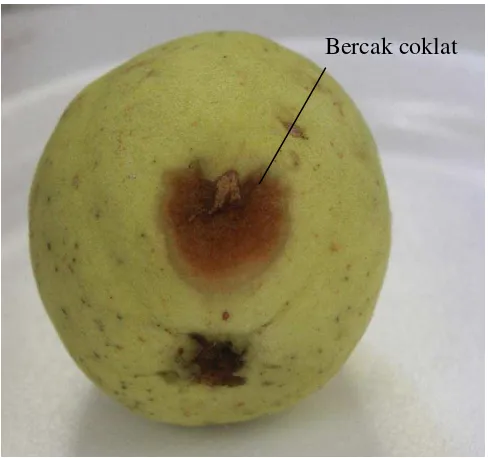 Gambar 2. Bercak coklat (brown spot) pada permukaan kulit buah 