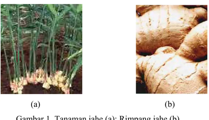 Gambar 1. Tanaman jahe (a); Rimpang jahe (b) 