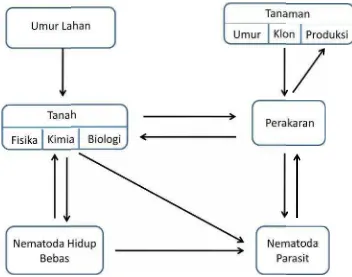 Gambar 1.  Diagram ATanaman de Alur Hubungan Umur Lahan, Umur, Klon, dan Pn dengan Nematoda Parasit Tumbuhanon, dan Produksi