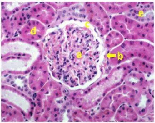 Gambar 3. Histologi Ginjal Mencit (Mus musculusGlomerulus (a), kapsula Bowman(b), ruang Bowman (c), tubulus proksimal (d) dan tubulus distalis (e)