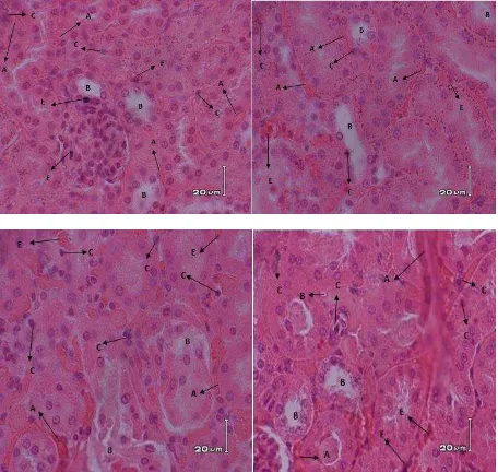 Gambar 16. Struktur histologis tubulus proksimal ginjal mencit jantan yang tidak terpapar                      kebisingan (perbesaran 400x, perwarnaan HE)