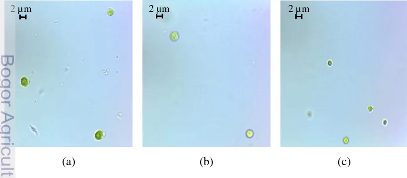 Gambar 1 Ukuran sel Dunaliella sp. perbesaran 1000x pada kultivasi (a) EMS 