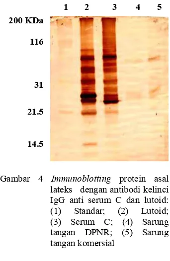 Gambar 4 Immunoblotting protein asal 