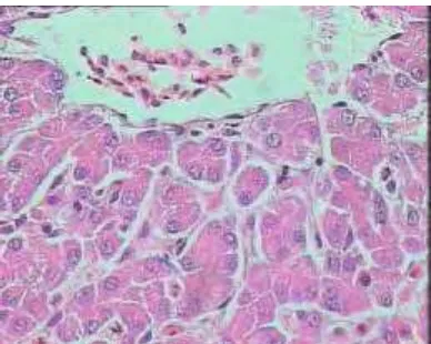 Gambar 2. Gambaran mikroskopis hati broiler normal pada umur 9 hari; pewarnaan HE (pembesaran objektif 40X)