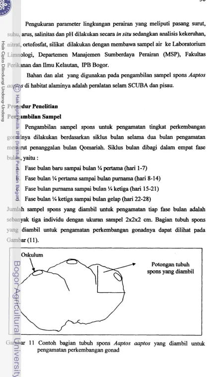 Gambar (1 I). 