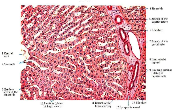 Gambar 7. Gambaran mikroskopis hati normal. Perbesaran 30 kali  (Sumber: Eroschenko, 2010)