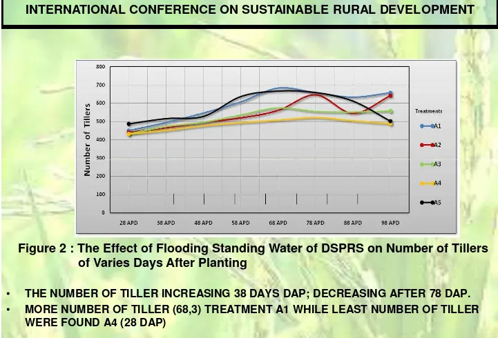Figure 2 : The Effect of Flooding Standing Water of DSPRS on Number of Tillers