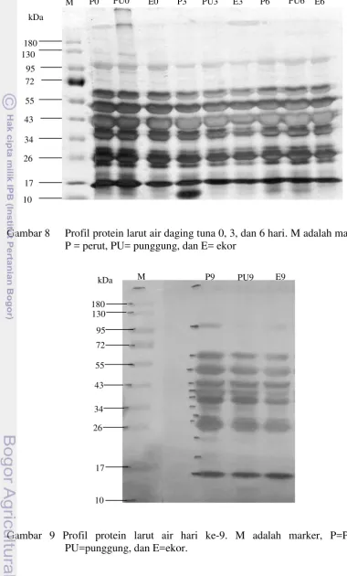Gambar 8 Profil protein larut air daging tuna 0, 3, dan 6 hari. M adalah marker, 