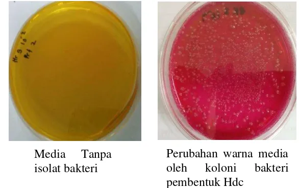 Gambar 12 Media Niven agar dan media yang ditumbuhi bakteri Hdc yang diisolasi dari tuna mata besar 