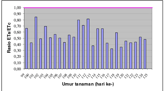 Gambar 6  Grafik Perbandingan Antara Rasio ETa/ETc Terhadap Umur Tanaman  