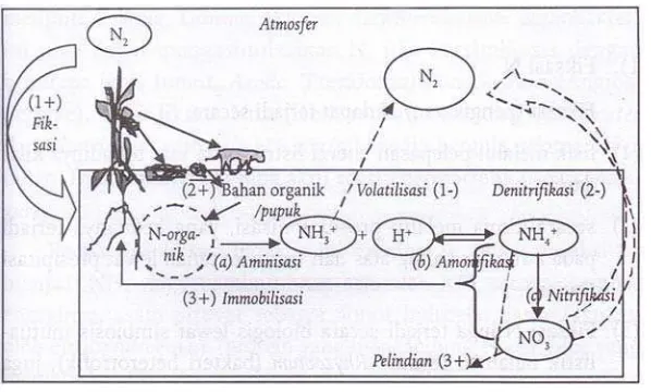 Gambar 1  Siklus nitrogen. 