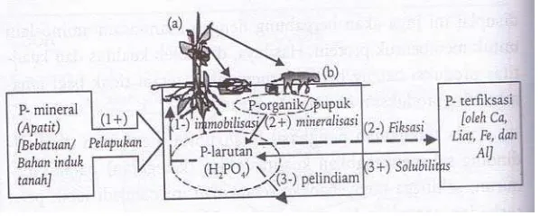 Gambar 2  Siklus fosfor. 