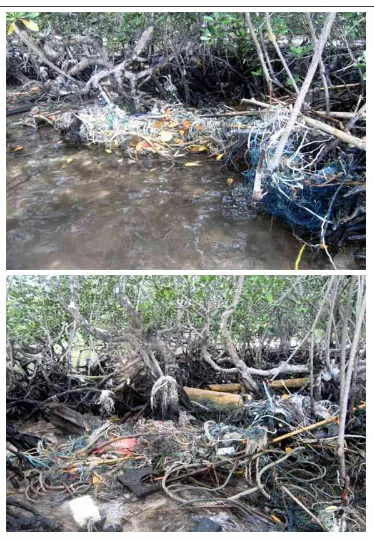 Gambar 4. Sampah yang Berserakan di Akar Mengrove