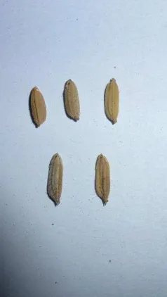 Gambar 1  Bentuk fisik benih padi 