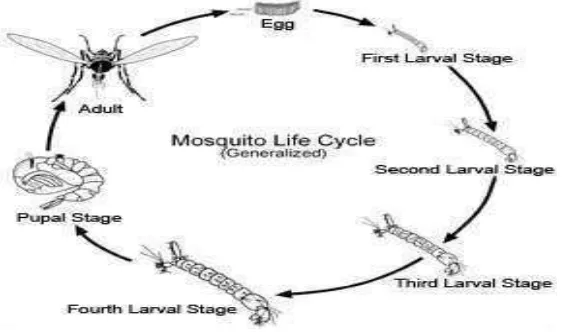 Gambar 4. Siklus hidup nyamuk Ae. aegypti Sumber: Bulan (2004) 