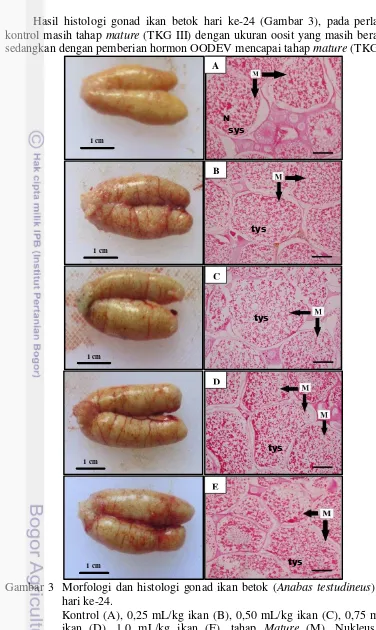 Gambar 3  Morfologi dan histologi gonad ikan betok (Anabas testudineus) pada hari ke-24