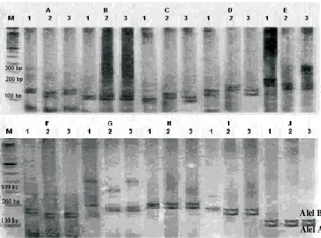 Gambar 1. Varian alel 10 lokus Mikrosatelit  (A – J) yang terdeteksi pada keluarga acuan yang terdiriatas: lajur 1 – 3 berturut-turut  pejantan, induk dan anak (F1), M (DNA Leader), A (BM2113),B (ETH3), C (HEL1), D (ETH225), E (CSSM), F(HEL9), G (INRA025), H (ILSTS005),I (HEL5) dan J (INRA035)
