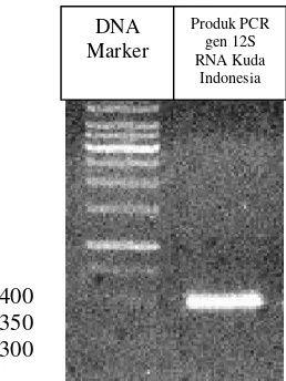 Gambar 11 Hasil elektroforesis gen 12S RNA pada kuda Indonesia 