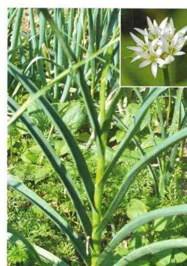 Gambar tanaman bawang putih 