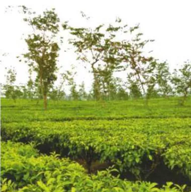 Gambar perkebunan teh 