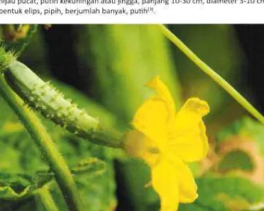 Gambar bunga betina mentimun 
