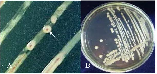 Gambar 1.  Koloni R. solanacearum CHG7 pada media TTC (A)                                dan  pada media King’s B (B)