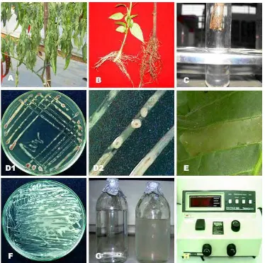 Gambar 3. Tahapan isolasi dan  persiapan inokulum R.solanacearum. A. Tanaman cabai yang menunjukkan gejala layu; B