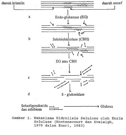 Gambar 2. Mekanisme Hidrolisis Selulosa oleh Enzim 