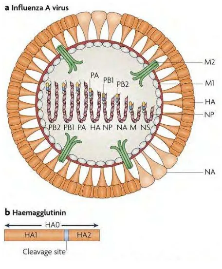 Gambar 1  Anatomi Virus  Influenza A (Subbarao & Joseph 2007) 