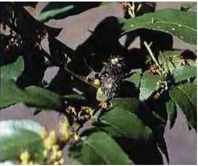 Gambar 3. Jati Belanda (Guazuma ulmifolia Lamk) Sumber : IPTEK (2005d) 
