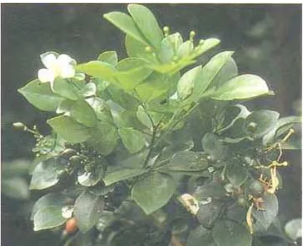 Gambar 5.  Sumber : IPTEK (2005Kemuning (Murraya paniculata [L..] Jack.) b) 