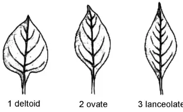 Gambar 1. Tipe Pertumbuhan Tanaman; 3. Rebah, 5.Intermediet, 7.Tegak 