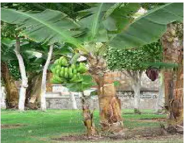 Gambar 1. Tanaman Pisang 